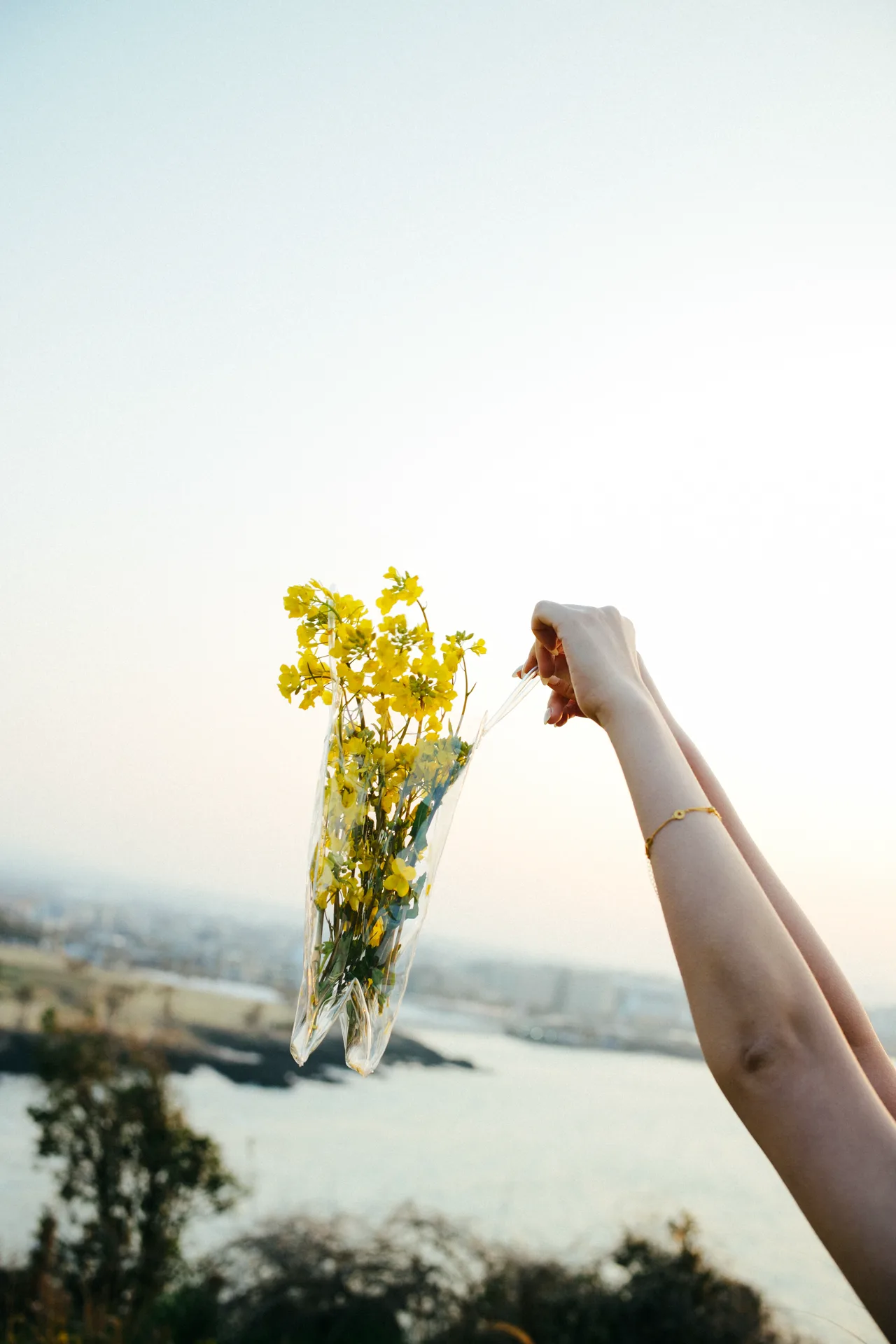 Yellow flowers against sky